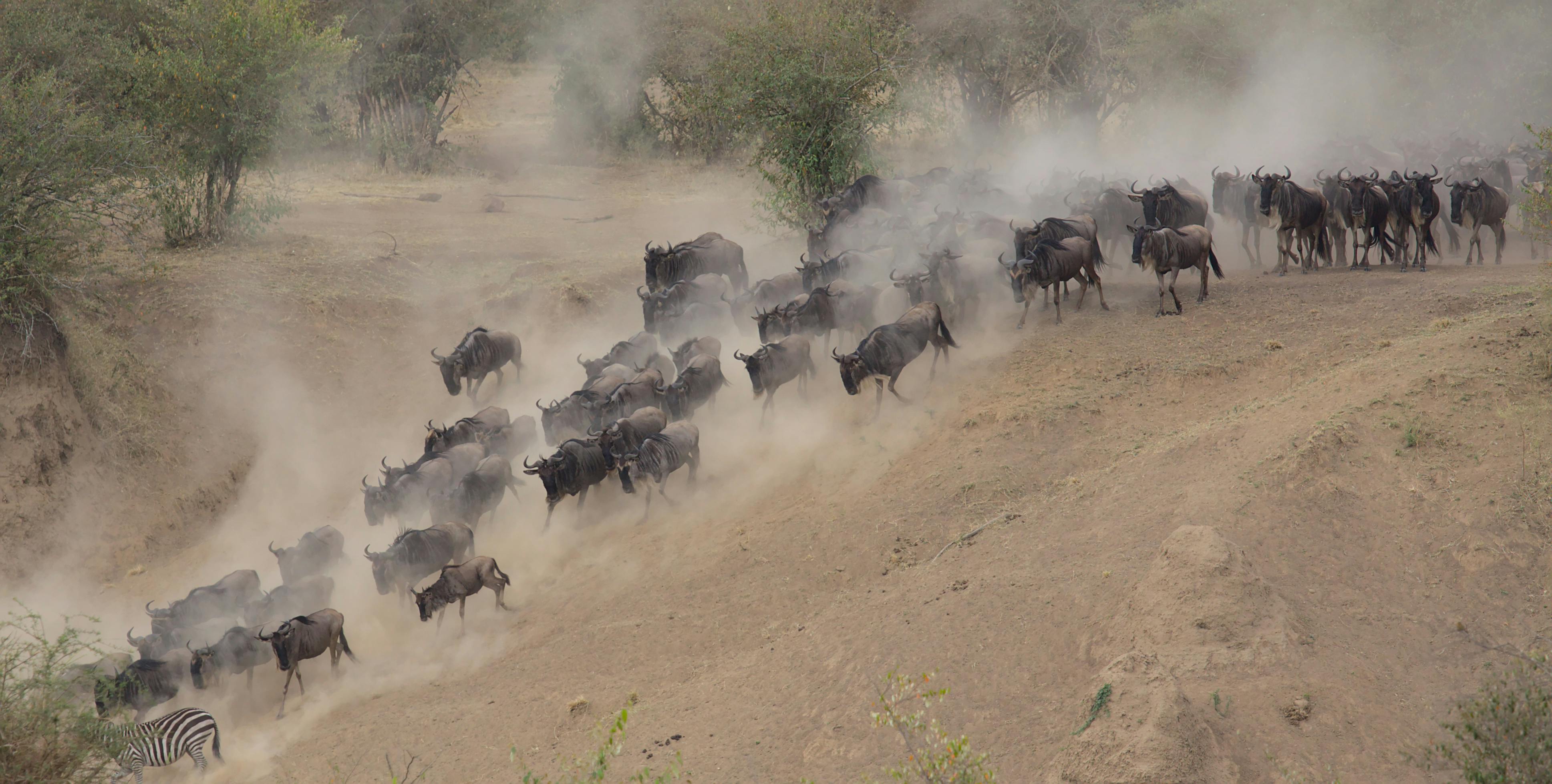 Maasai Mara